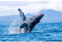 Photo of whale watching and marine wildlife adventure private charter