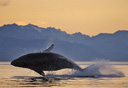 Photo of whale watching at sunset