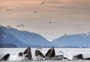 Photo of whale watching tour in juneau