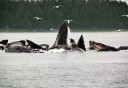 Photo of whales bubble net feeding