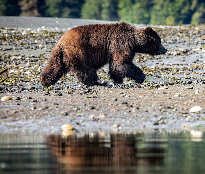 Photo of Alaska Waterfall Creek Bears