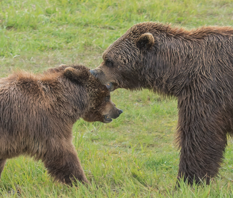 Photo of Anchorage Bear Tour