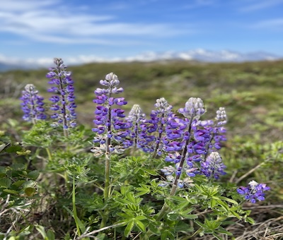 Photo of Anchorage Hike Flowers