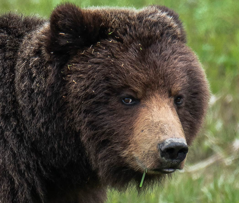 Photo of Bear Alaska Juneau