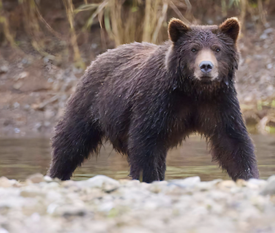 Photo of Bear Hoonah Alaska