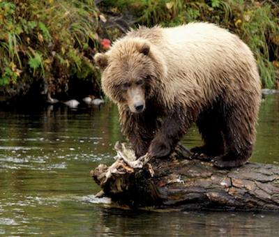 Photo of Bear Hoonah Brown Bear