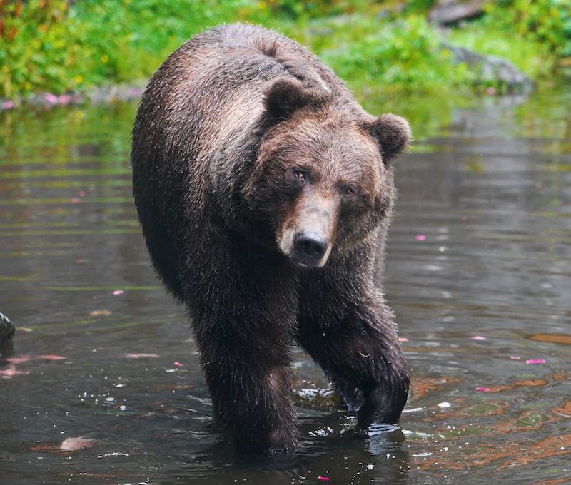 Photo of Bear Sitka Alaska