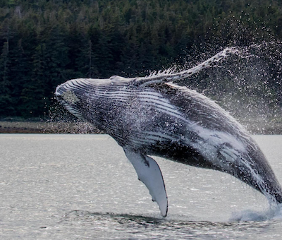 Photo of Breach Whale Humpback