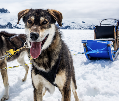 Photo of Dog Juneau Sledding