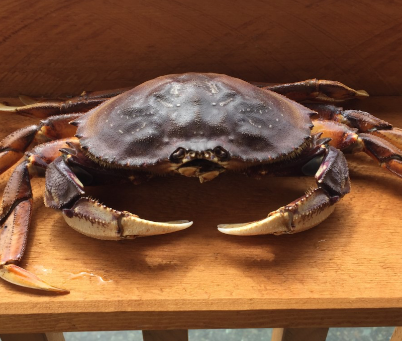Photo of Fresh Dungeness Crab