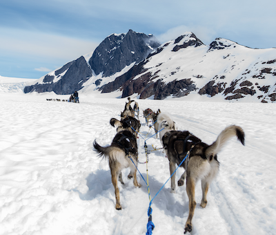 Photo of Glacier Dog Sled Juneau