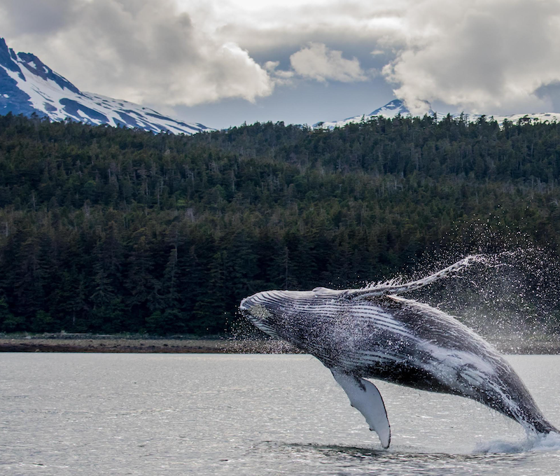 Photo of Icy Strait Point Whales