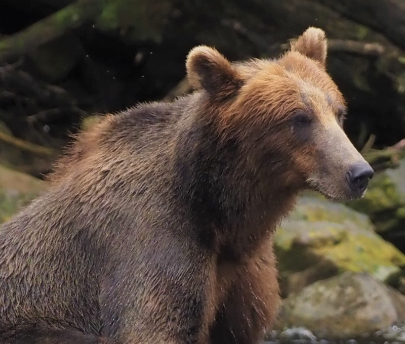 Photo of Juneau Bear Waterfall