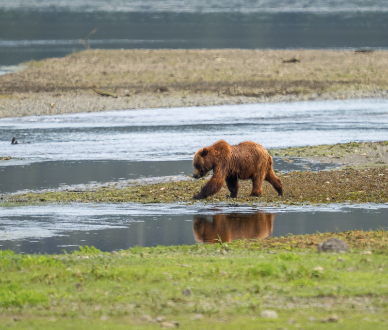 Photo of Juneau Creek Pack