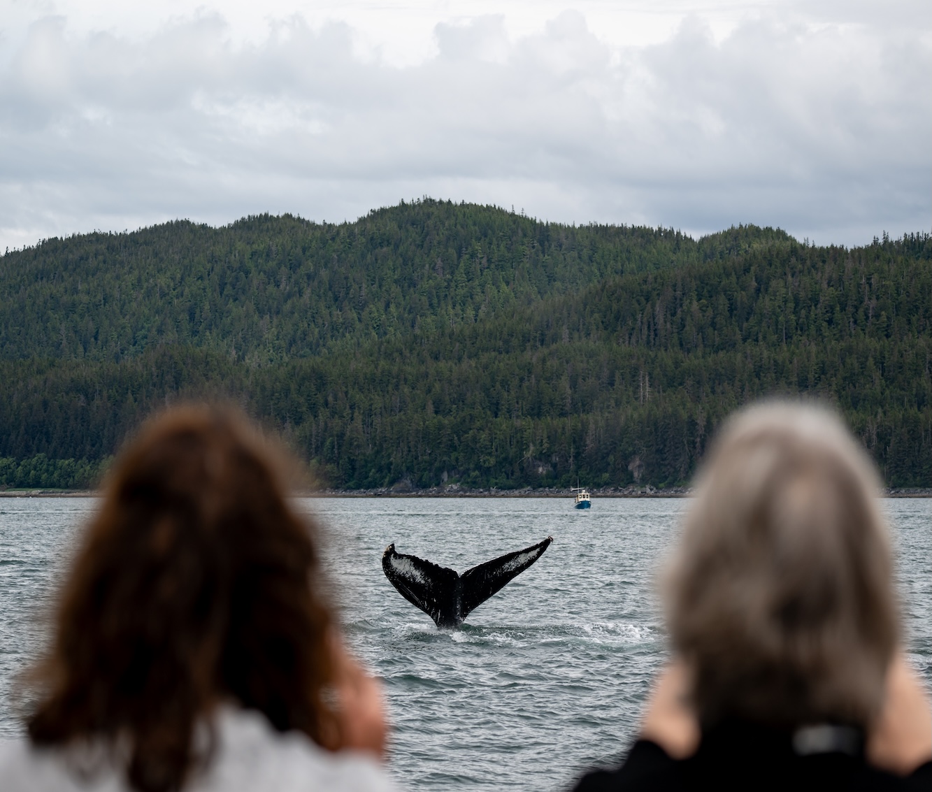 Photo of Juneau Whale Cover