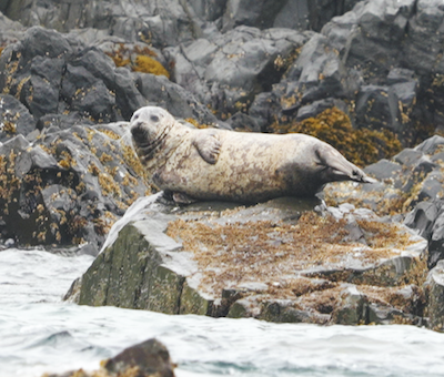 Photo of Ketchikan Seal Private