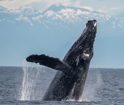 Photo of Lighthouse Whales Alaska