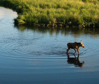 Photo of Moose Adventures