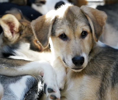 Photo of Musher Skagway Puppy Dog