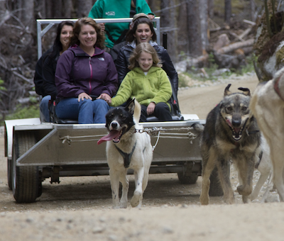 Photo of Mushing Rainforest Skagway