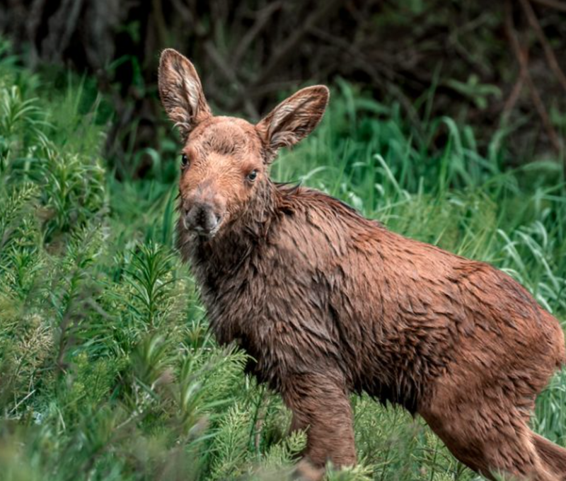 Photo of Nature Wildlife Haines