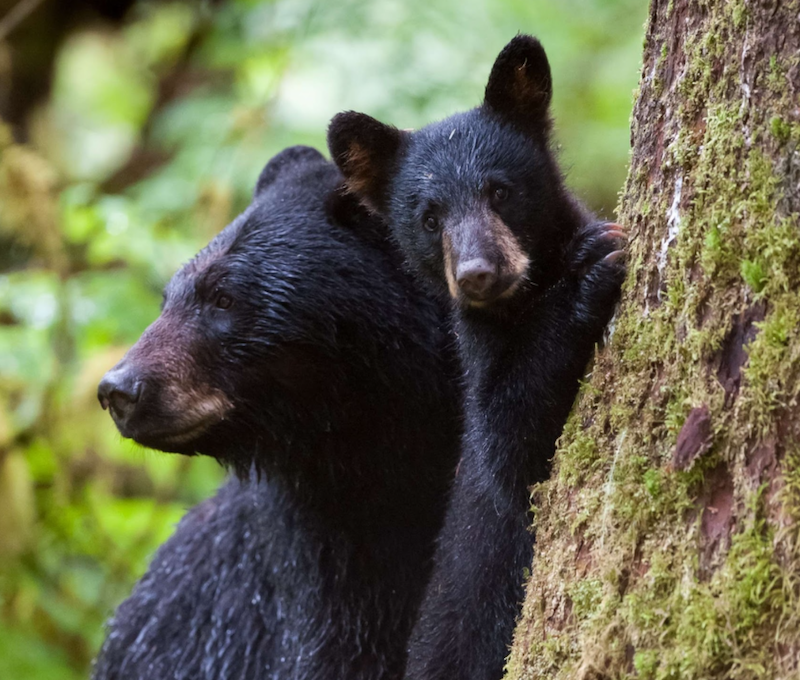 Photo of Neets Bay Black Bear