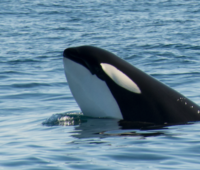 Photo of Orca Cruise Seward