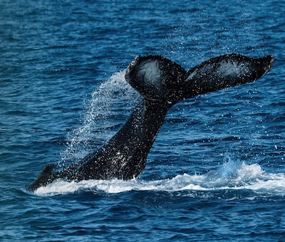 Photo of Private Whale Tail Sitka
