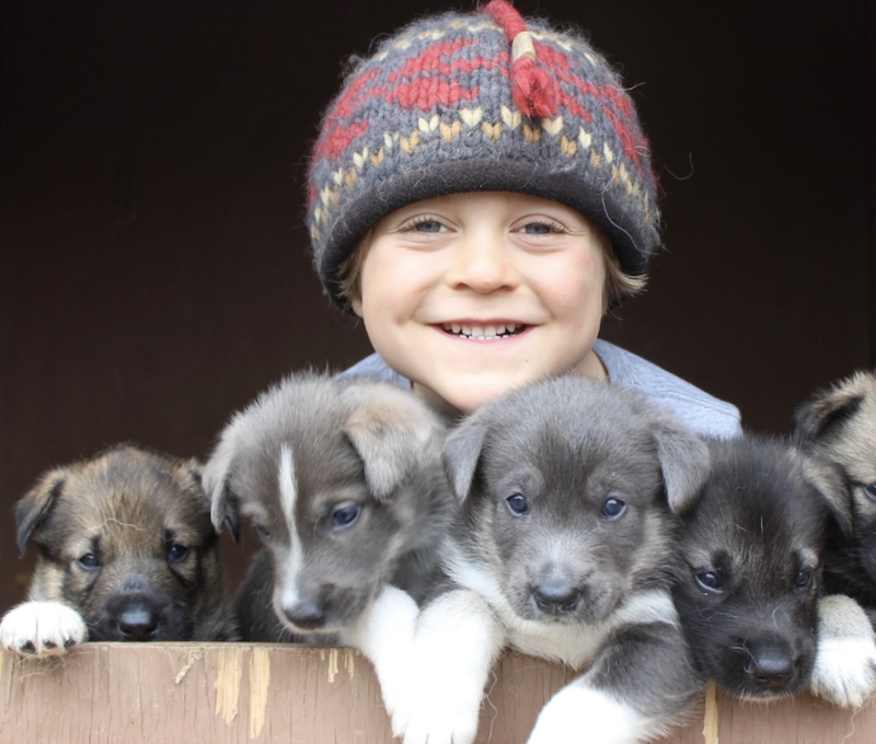 Photo of Puppies Iditarod