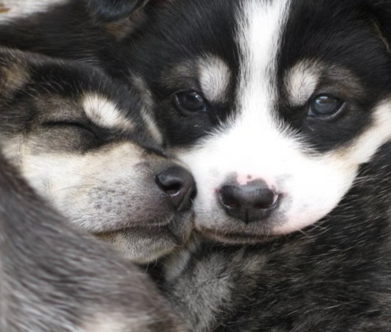 Photo of Puppies Sled Experience