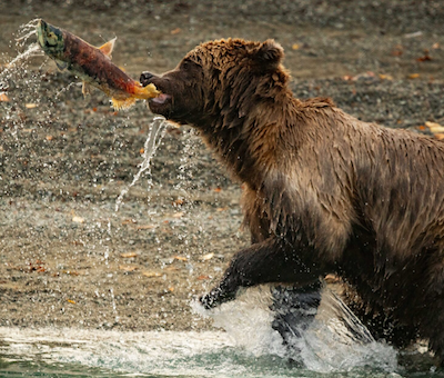 Photo of Salmon Bear Lake Clark