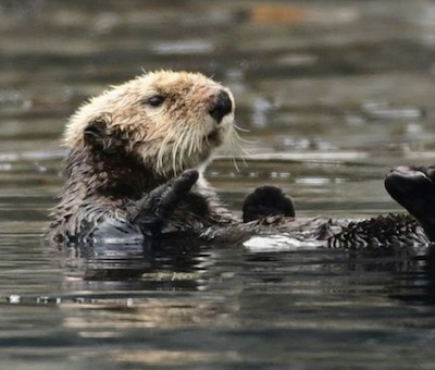 Photo of Sea Otter