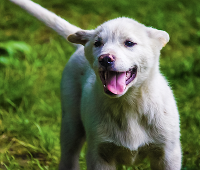 Photo of Seward Dog Sled Gold Panning
