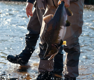 Photo of Shore Fishing Salmon
