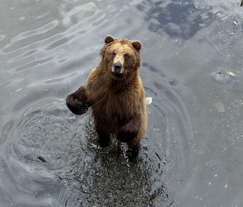 Photo of Sitka Alaska Bears