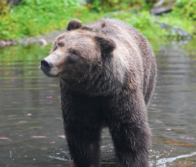 Photo of Sitka Best Of