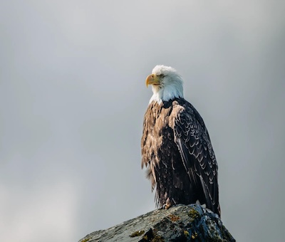 Photo of Sitka Eagle Cover