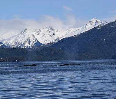 Photo of Sitka Whale Watching Marine Adventure Private Charter 5 thumbnail