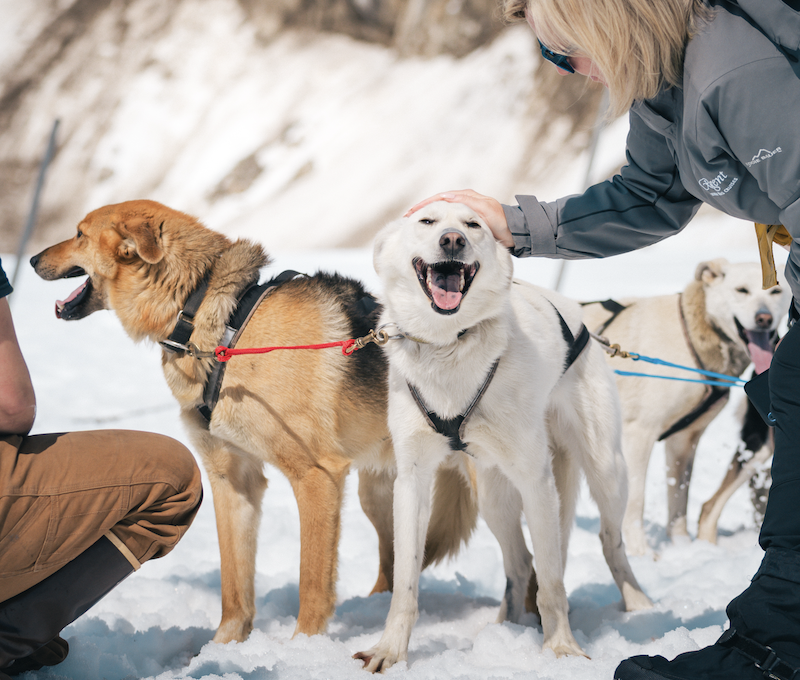Photo of Skagway Dog Sled Experience