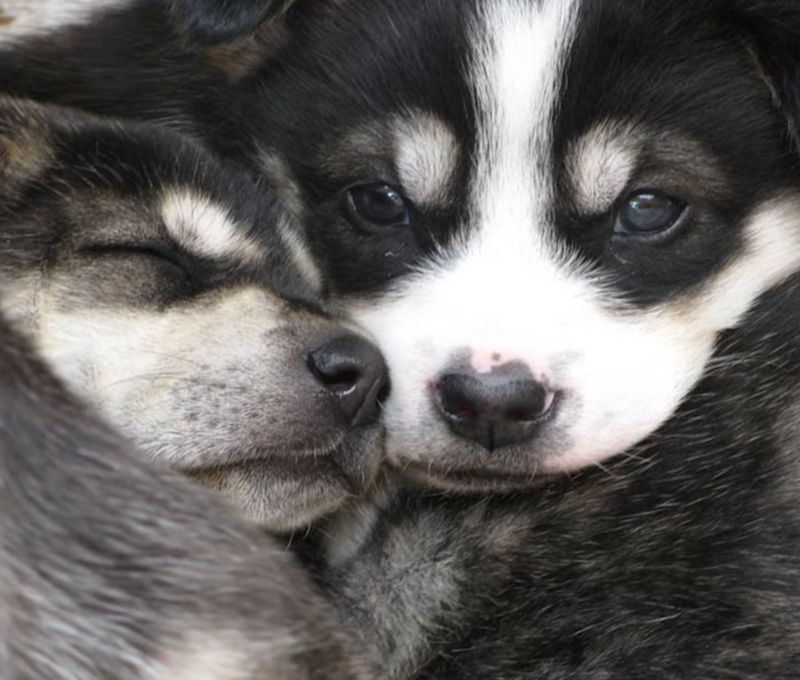 Photo of Sled Dog Puppies Skagway Glacier