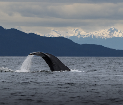 Photo of Whale Bear Icy Strait