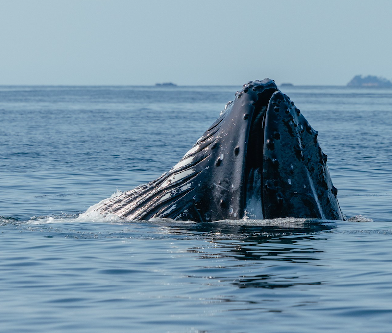 Photo of Whale Sitka Small Group