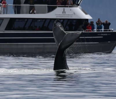 Photo of Whale Tail Alaska Juneau