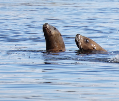 Photo of Wilderness Ocean Wildlife