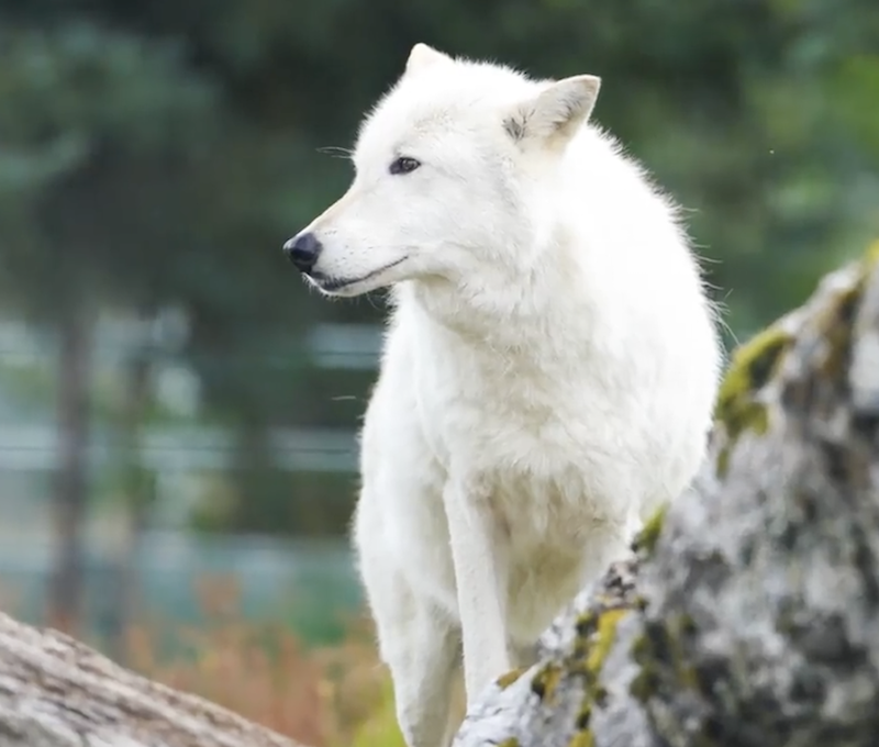 Photo of Wolf Anchorage Wildlife
