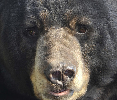 Photo of alaskan bear encounter by land sea 1 thumbnail