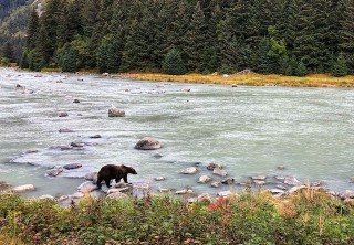 Photo of bear hunting for salmon
