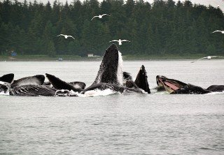 Photo of humpback whales juneau alaska auke bay