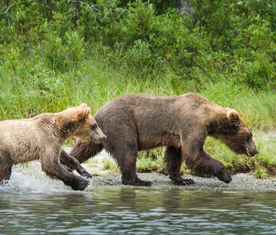 Photo of lake clark national park bear viewing tour 6 thumbnail