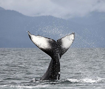 Photo of whale in juneau ak thumbnail